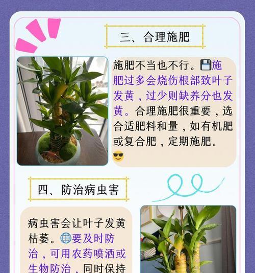 竹子叶子发黄的解决方法是什么？