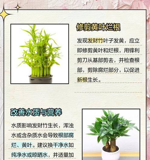 竹子叶子发黄的解决方法是什么？