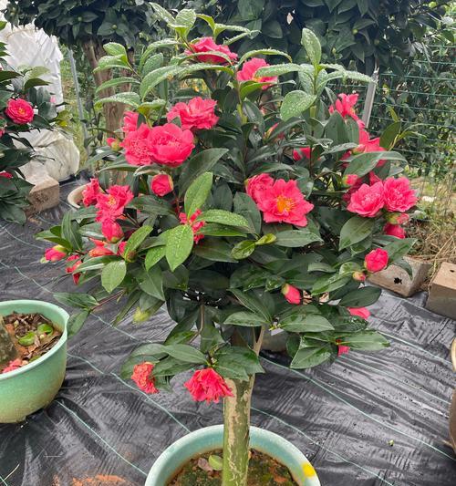 茶花与茶梅的区别是什么？如何区分两者？