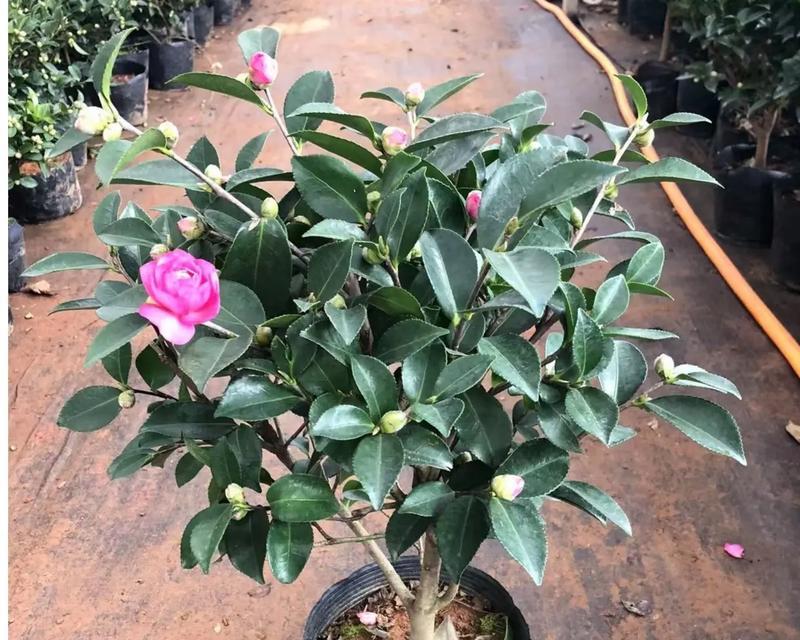 茶花与茶梅的区别是什么？如何区分两者？