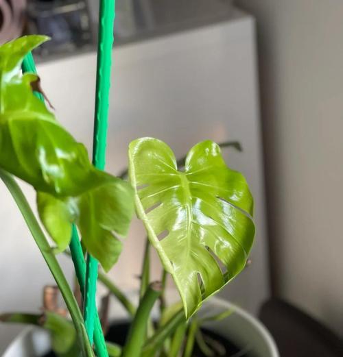 植物浇水的最佳时间是什么时候？如何判断植物需水？