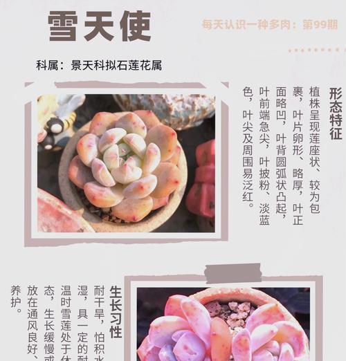 多肉月光女神的养护技巧是什么？如何保持其健康？