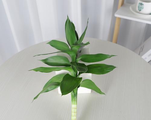 水养富贵竹怎么繁殖？有哪些简单的方法？