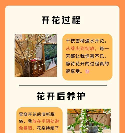 水养富贵竹怎么繁殖？有哪些简单的方法？