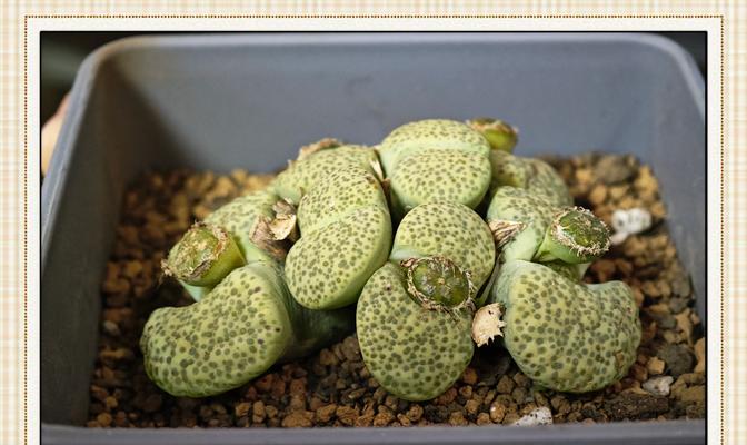 生石花发芽后怎么样养？有哪些养护技巧？