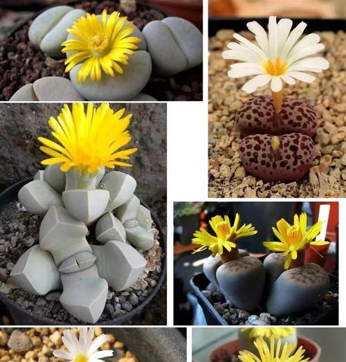 生石花发芽后怎么样养？有哪些养护技巧？