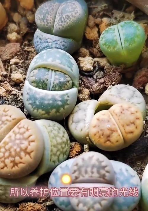 生石花发芽后怎么样养？有哪些养护技巧？