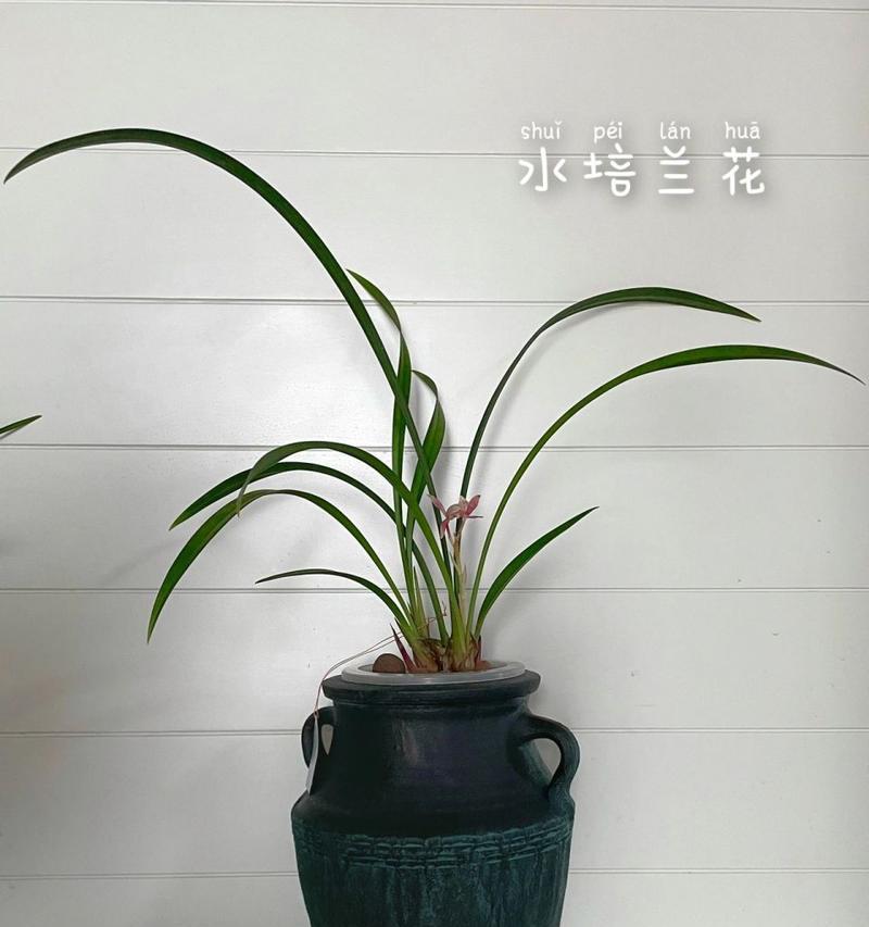 水培兰花的正确养护方法是什么？如何解决水培兰花的常见问题？