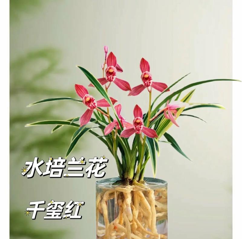 水培兰花的正确养护方法是什么？如何解决水培兰花的常见问题？