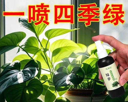 水养绿萝烂根怎么办？如何预防和处理烂根问题？