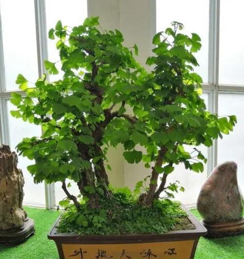中原最好银杏树盆景在哪里啊？哪里可以买到高品质的银杏树盆景？