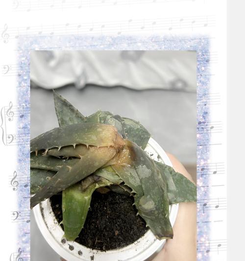 芦荟老叶子发黄的原因是什么？如何解决？