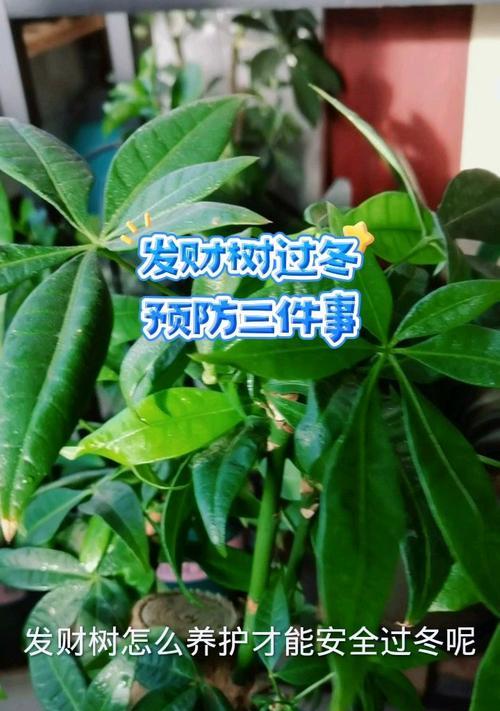 发财树冬季如何过冬？冬季养护发财树的注意事项有哪些？