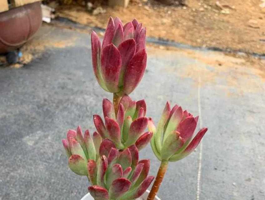 多肉红稚莲的养殖要点有哪些？