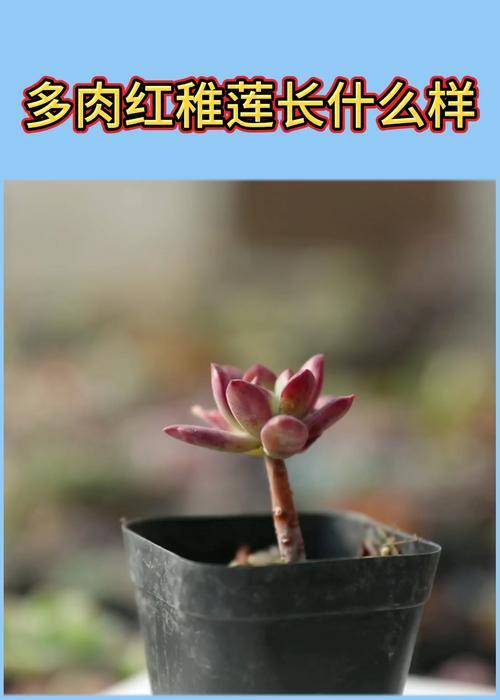 多肉红稚莲的养殖要点有哪些？