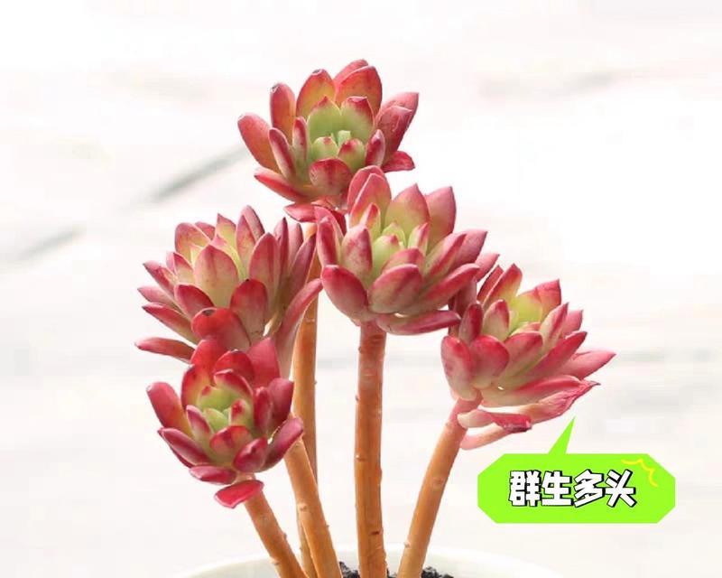 多肉红稚莲的养殖要点有哪些？