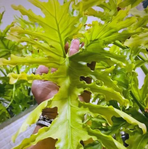禄罗花叶子变黄是什么原因？如何有效解决？