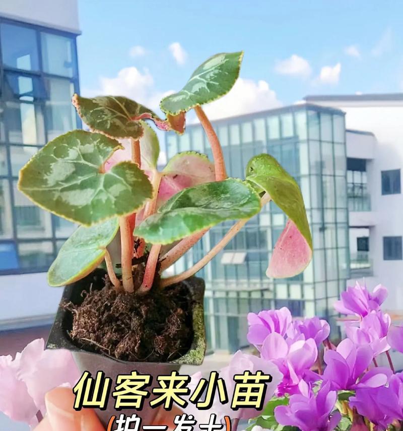仙客来的种植步骤和养护要点是什么？仙客来开花后如何管理？