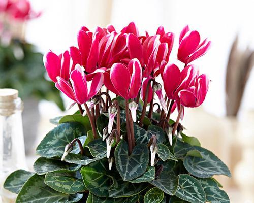 仙客来的种植步骤和养护要点是什么？仙客来开花后如何管理？