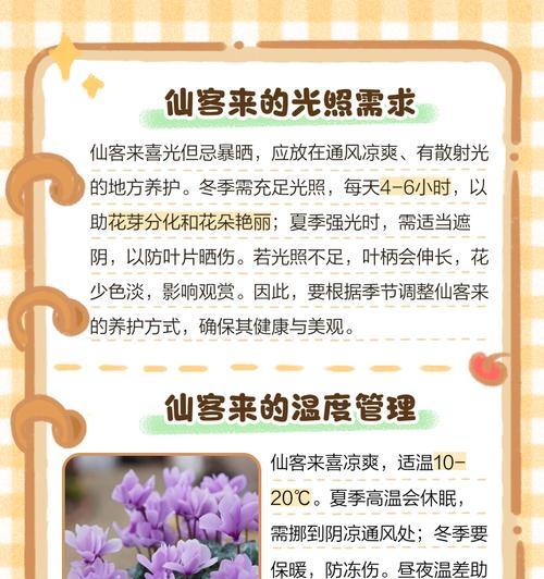 仙客来的种植步骤和养护要点是什么？仙客来开花后如何管理？