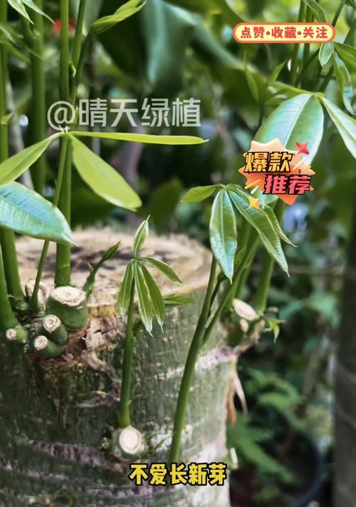 发财树重剪后如何促进新芽生长？