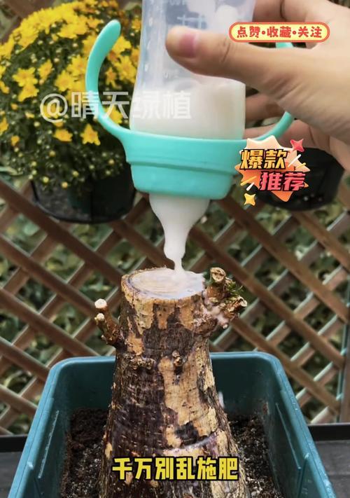 发财树重剪后如何促进新芽生长？