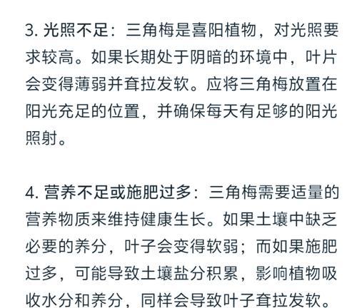 三角梅掉叶子是什么原因？如何预防和处理？