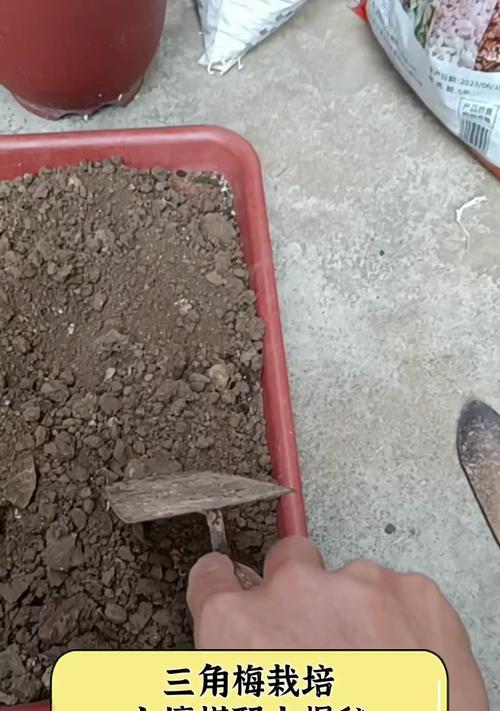 三角梅对土壤有什么特殊要求？如何选择合适的土壤？