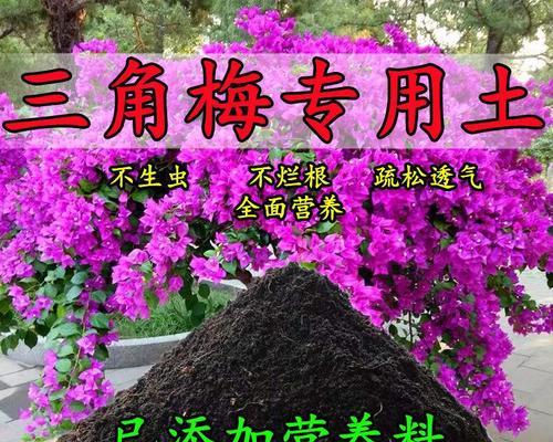 三角梅对土壤有什么特殊要求？如何选择合适的土壤？
