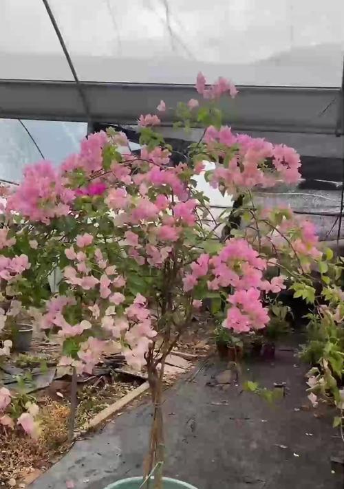 三角梅对土壤有什么特殊要求？如何选择合适的土壤？