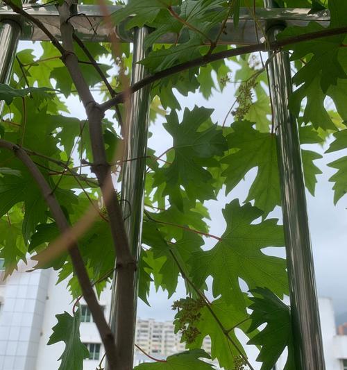 哪些盆栽葡萄品种坐果率最高？如何提高坐果率？