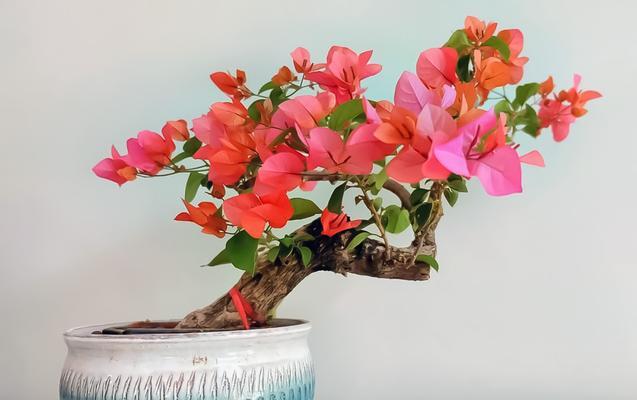 三角梅的开花时间是什么时候？如何促进三角梅的开花？