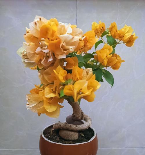 三角梅的开花时间是什么时候？如何促进三角梅的开花？