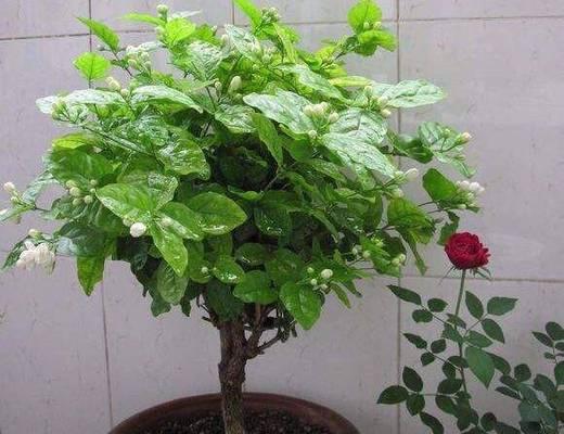 茉莉花最佳种植季节是什么时候？如何确保花开不断？