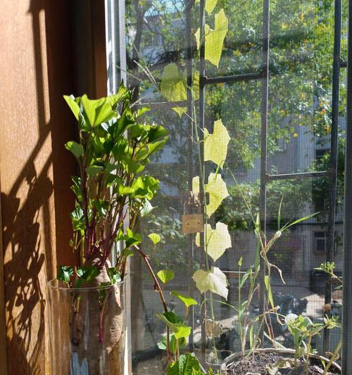 地瓜盆栽种植需要注意什么？盆栽地瓜的正确管理方法是什么？
