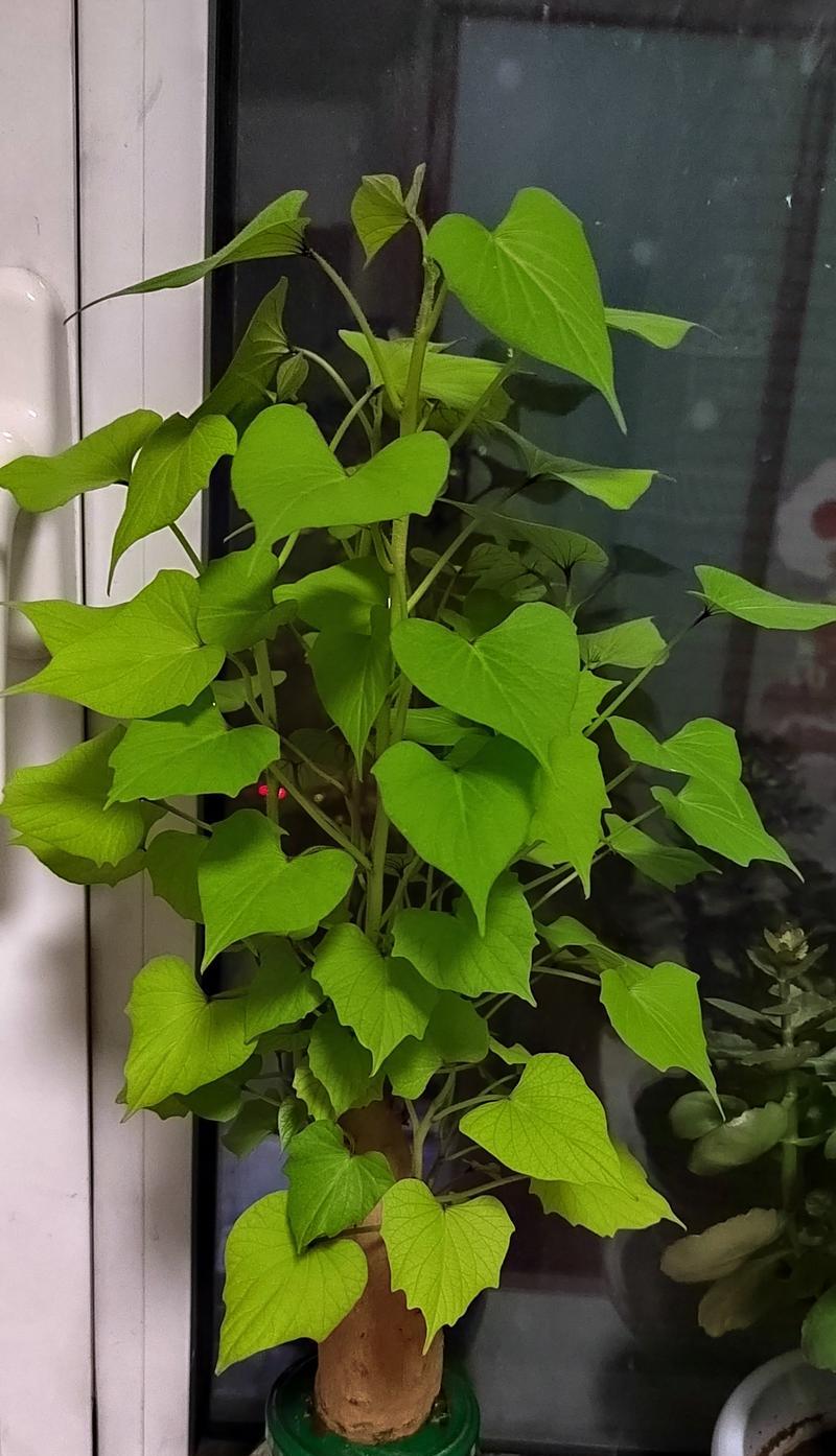 地瓜盆栽种植需要注意什么？盆栽地瓜的正确管理方法是什么？