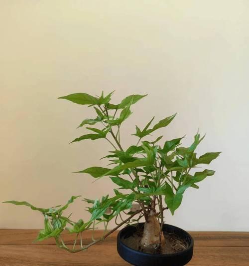 地瓜盆栽种植需要注意什么？盆栽地瓜的正确管理方法是什么？