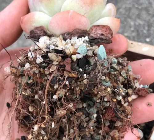 煤渣在种植花卉时应该如何处理？