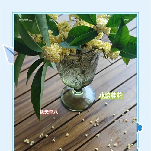 桂花修剪的最佳时机是什么时候？修枝技巧有哪些？