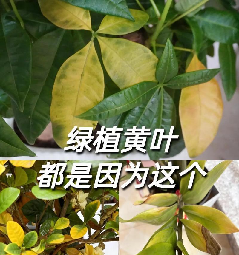 绿萝叶子发黄的原因是什么？如何有效补救发黄的绿萝叶子？