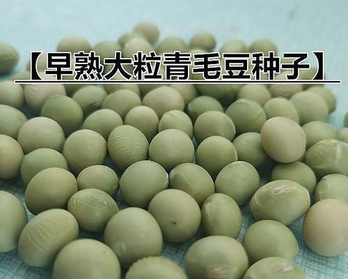 青豆的最佳播种时间是什么时候？播种时应注意哪些事项？