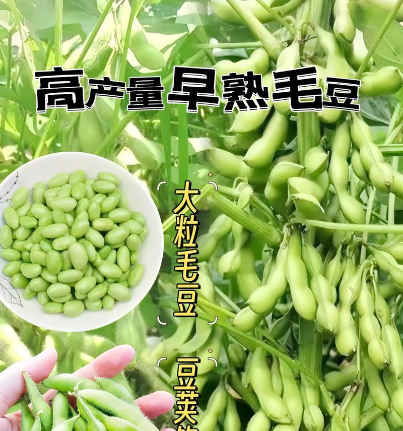 青豆的最佳播种时间是什么时候？播种时应注意哪些事项？