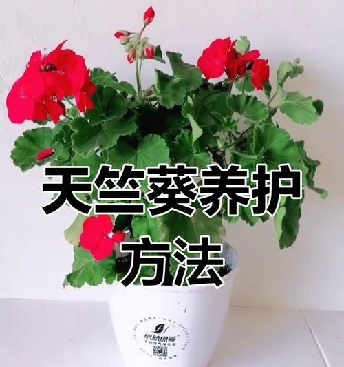 天竺葵的繁殖技巧有哪些？