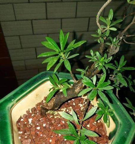 栀子花落叶的常见原因有哪些？