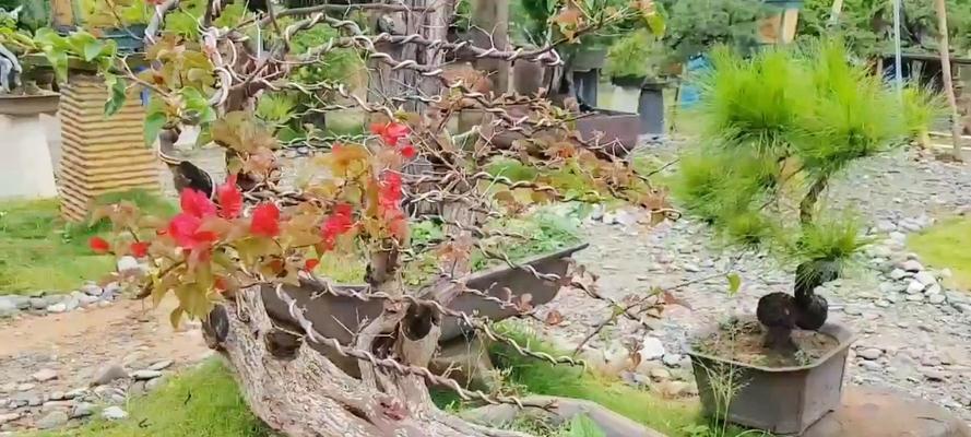 树桩盆景适合哪种花盆？如何选择合适的花盆？