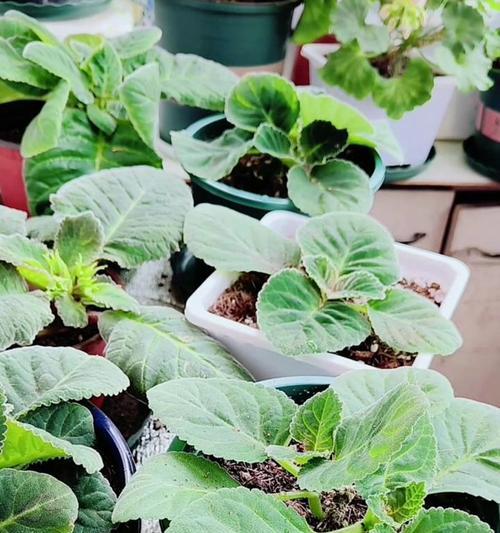 芙蓉花的含义是什么？芙蓉花的养护方法有哪些？
