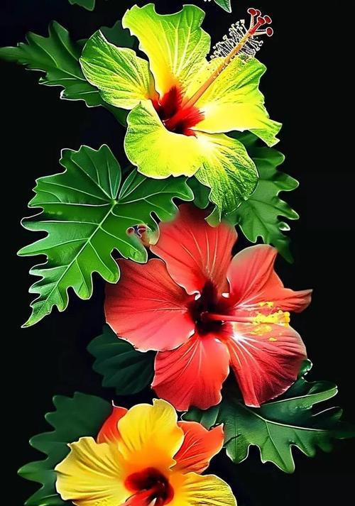 芙蓉花的含义是什么？芙蓉花的养护方法有哪些？