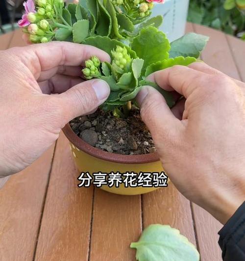长寿花小苗的养护要点是什么？