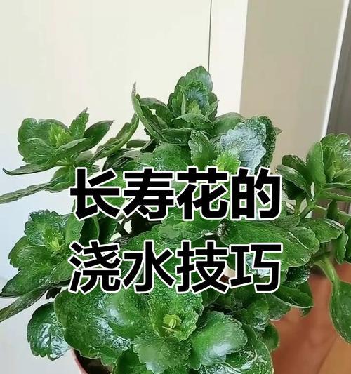 长寿花小苗的养护要点是什么？