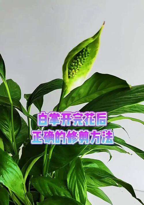 白掌开花的条件和方法是什么？